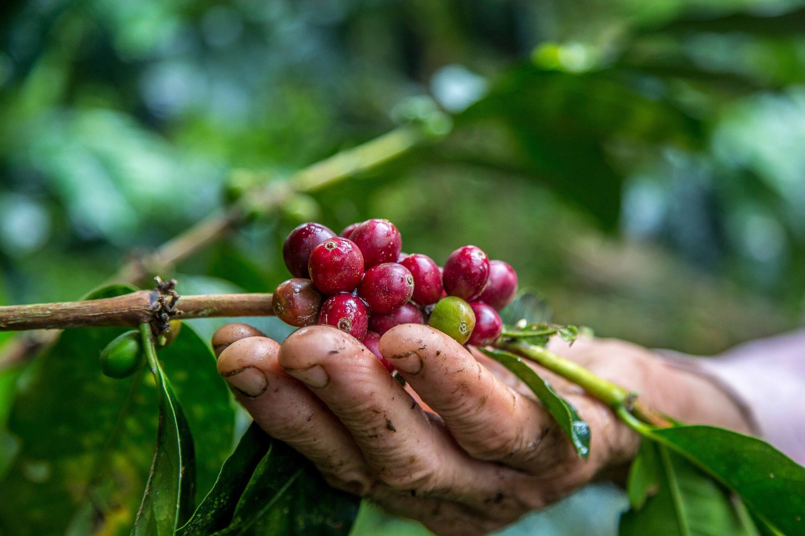Mano de un caficultor sosteniendo granos de café maduros